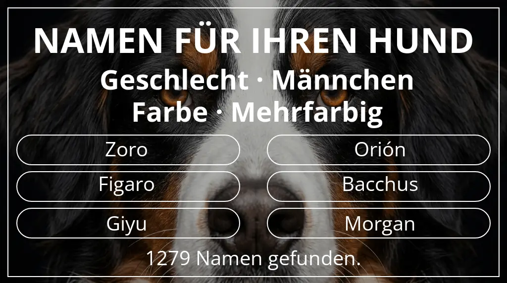 Hundenamen basierend auf geschlecht männchen und farbe mehrfarbig