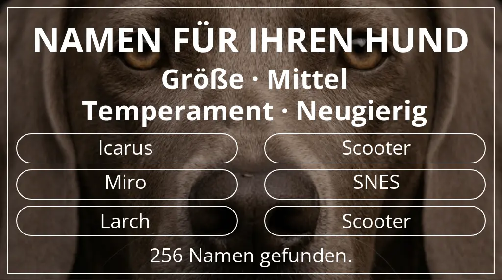 Hundenamen basierend auf größe mittel und temperament neugierig