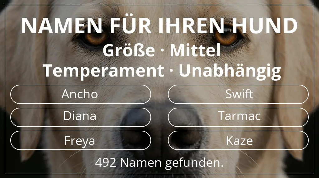 Hundenamen inspiriert von größe mittel und temperament unabhängig