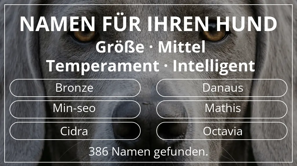 Hundenamen inspiriert von größe mittel und temperament intelligent