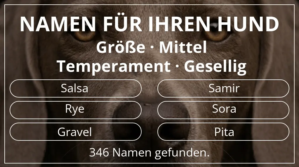 Namen für Hunde inspiriert von größe mittel und temperament gesellig