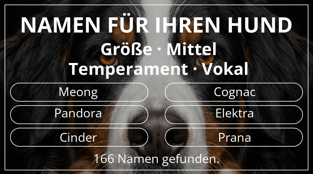 Namen für Hunde basierend auf größe mittel und temperament vokal