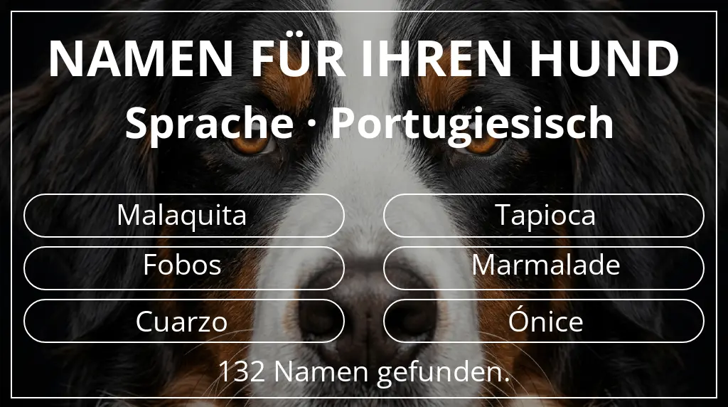 Namen für Hunde inspiriert von sprache portugiesisch