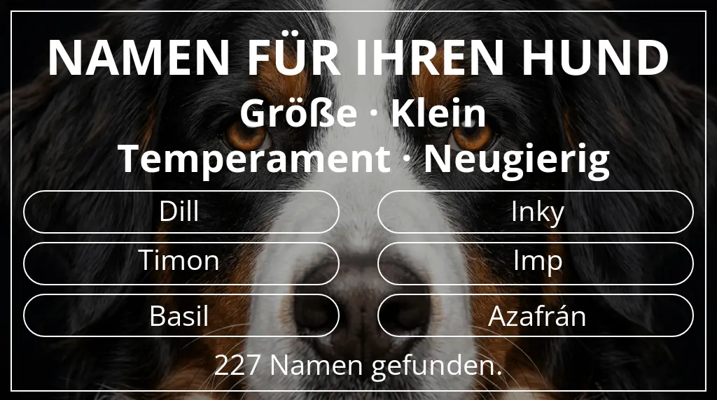 Hundenamen basierend auf größe klein und temperament neugierig