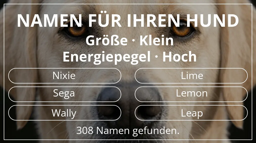 Namen für Hunde basierend auf größe klein und energiepegel hoch