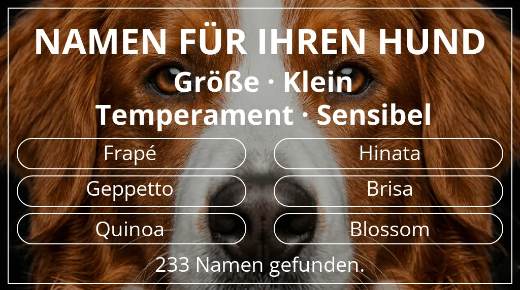 Hundenamen basierend auf größe klein und temperament sensibel