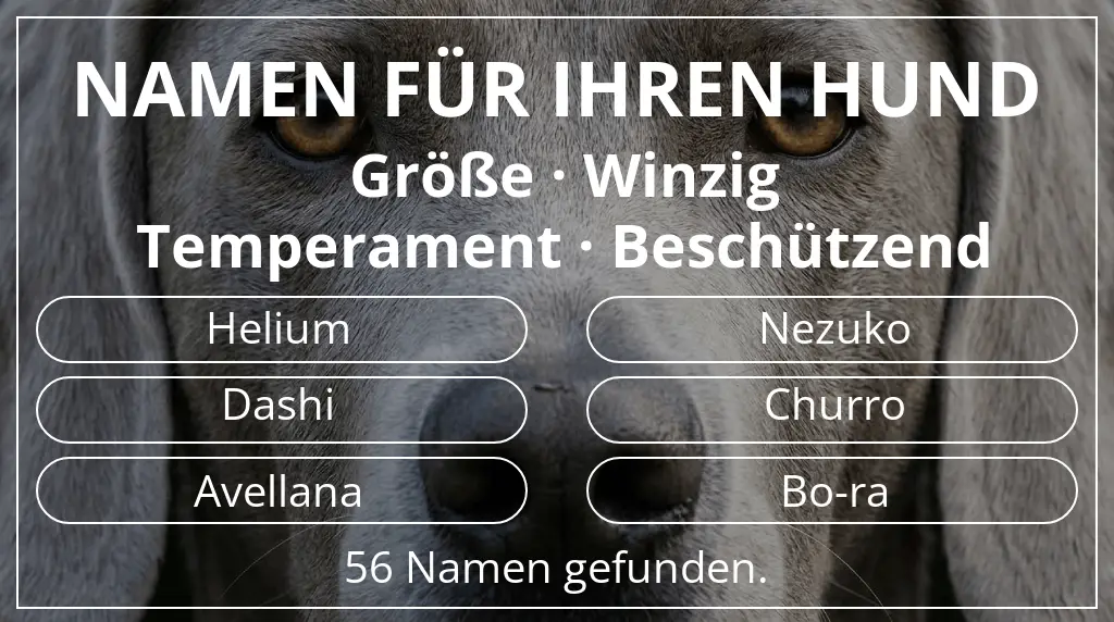 Hundenamen inspiriert von größe winzig und temperament beschützend
