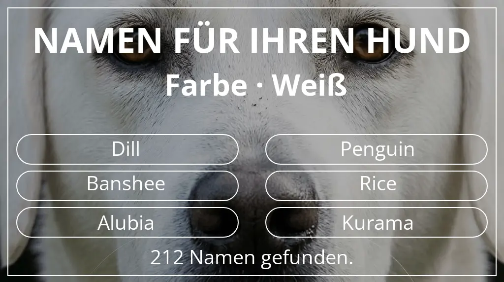 Hundenamen inspiriert von farbe weiß