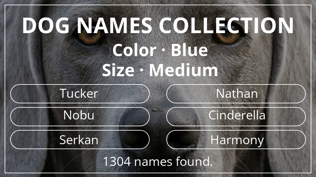 Names for dogs based on blue color and medium size