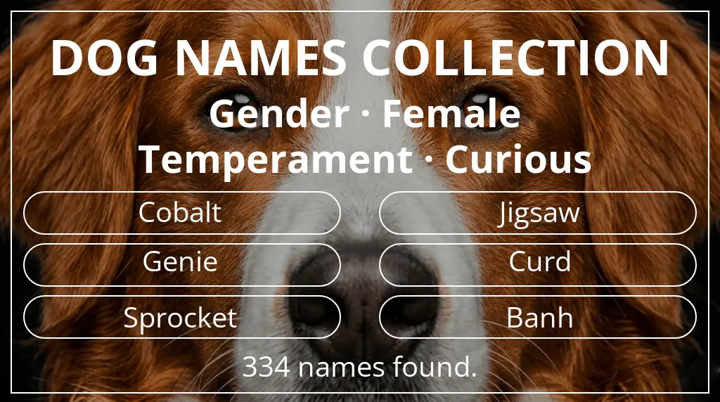 Dog names inspired by female gender and curious temperament