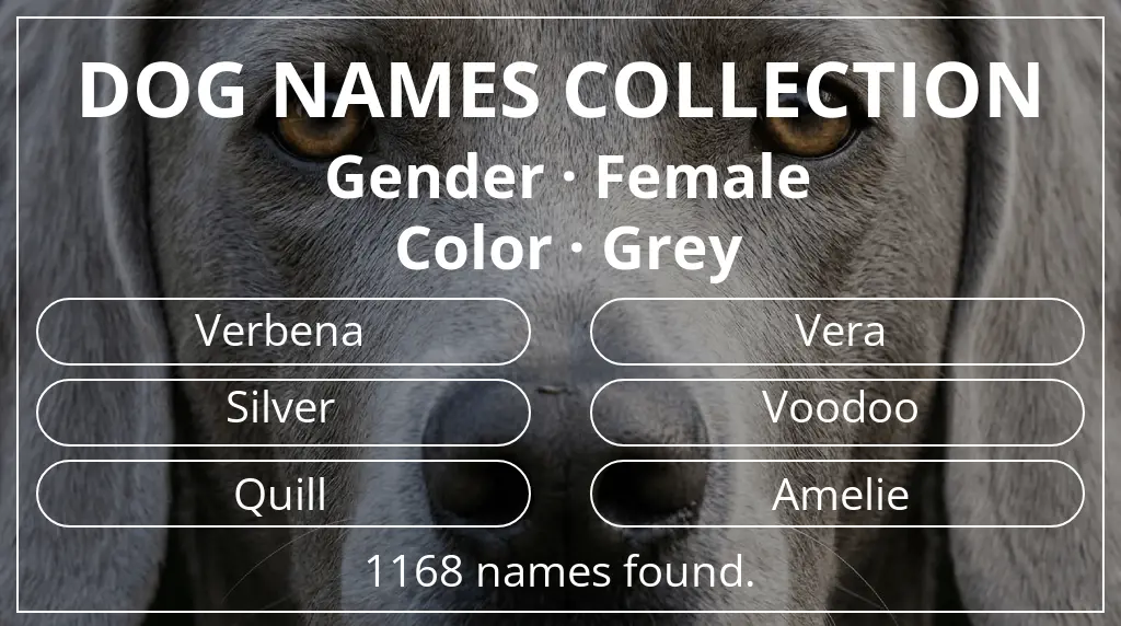 Dog names inspired by female gender and grey color