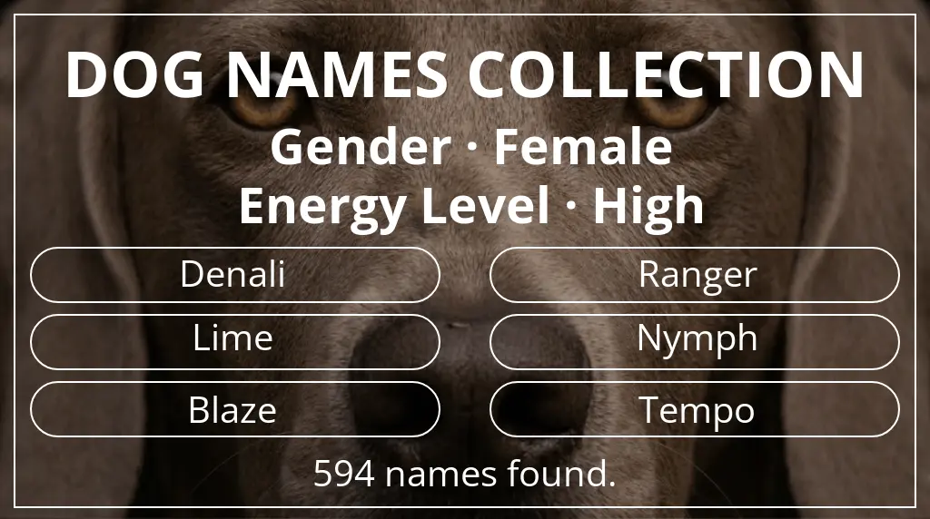 Names for dogs based on female gender and high energy level