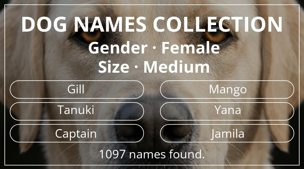 Names for dogs inspired by female gender and medium size