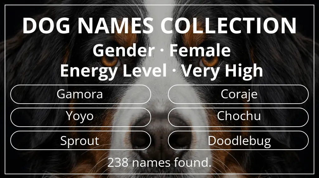 Dog names inspired by female gender and very high energy level