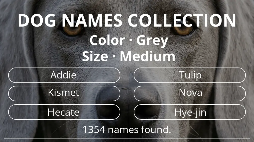 Names for dogs inspired by grey color and medium size