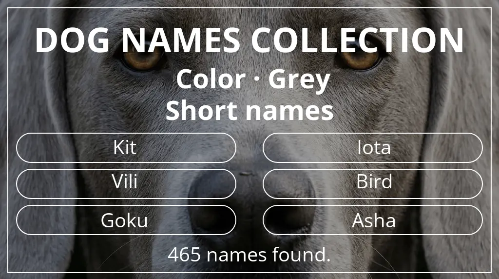 Names for dogs inspired by grey color and short (2–4) name length