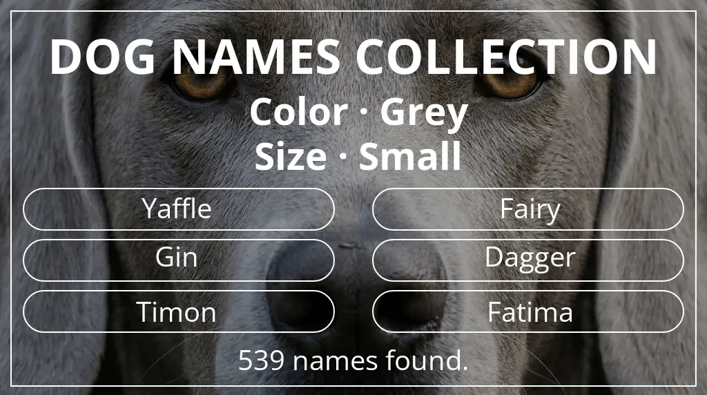 Dog names inspired by grey color and small size