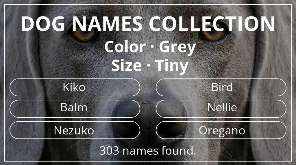 Dog names inspired by grey color and tiny size