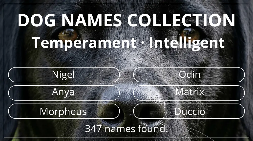 Names for dogs based on intelligent temperament