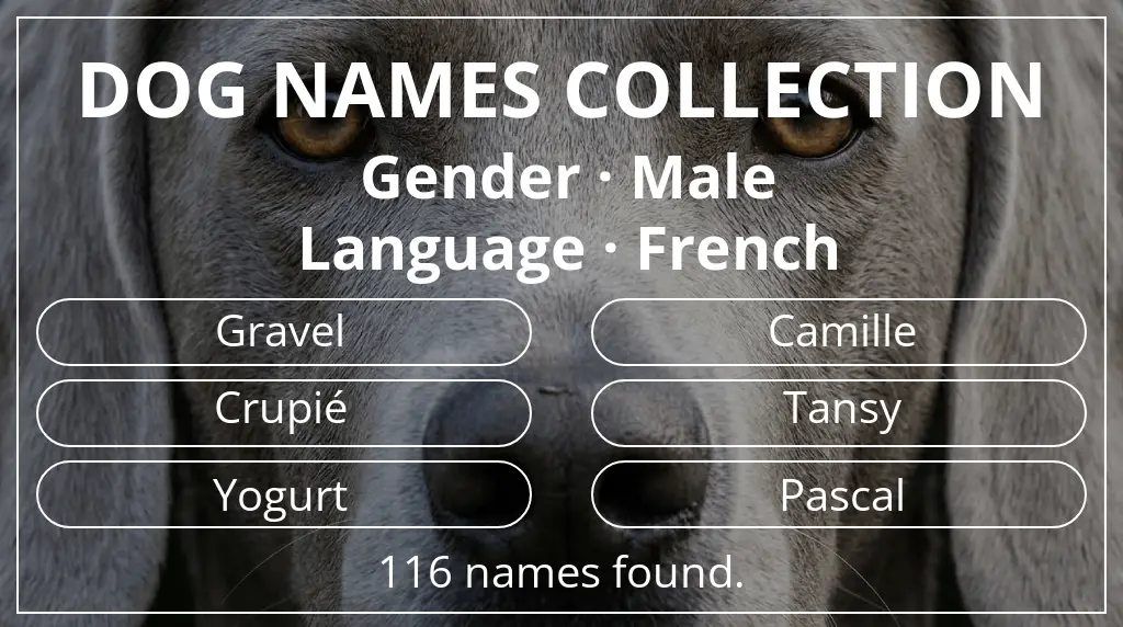 Names for dogs based on male gender and french language