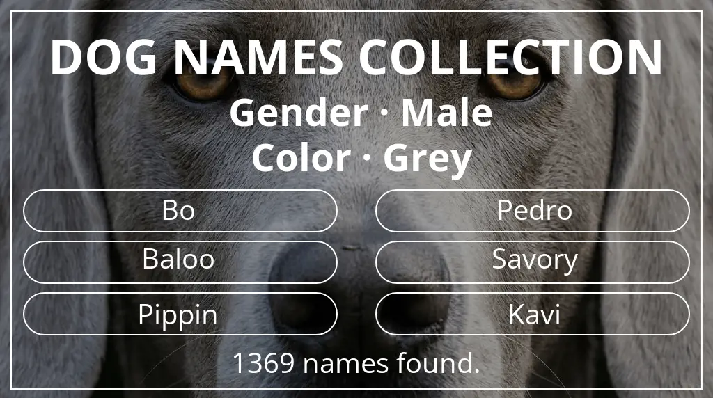 Names for dogs based on male gender and grey color