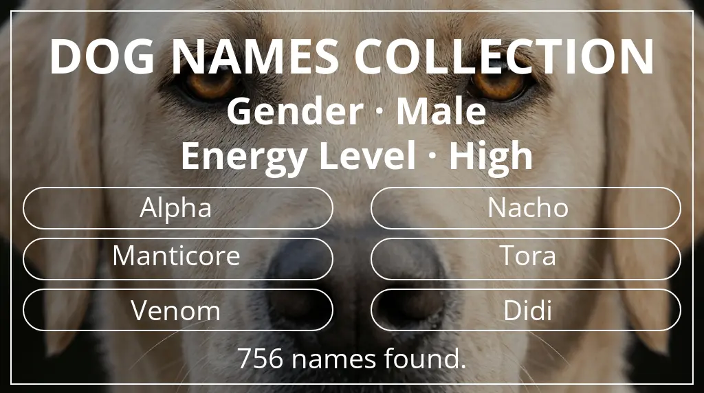Dog names based on male gender and high energy level