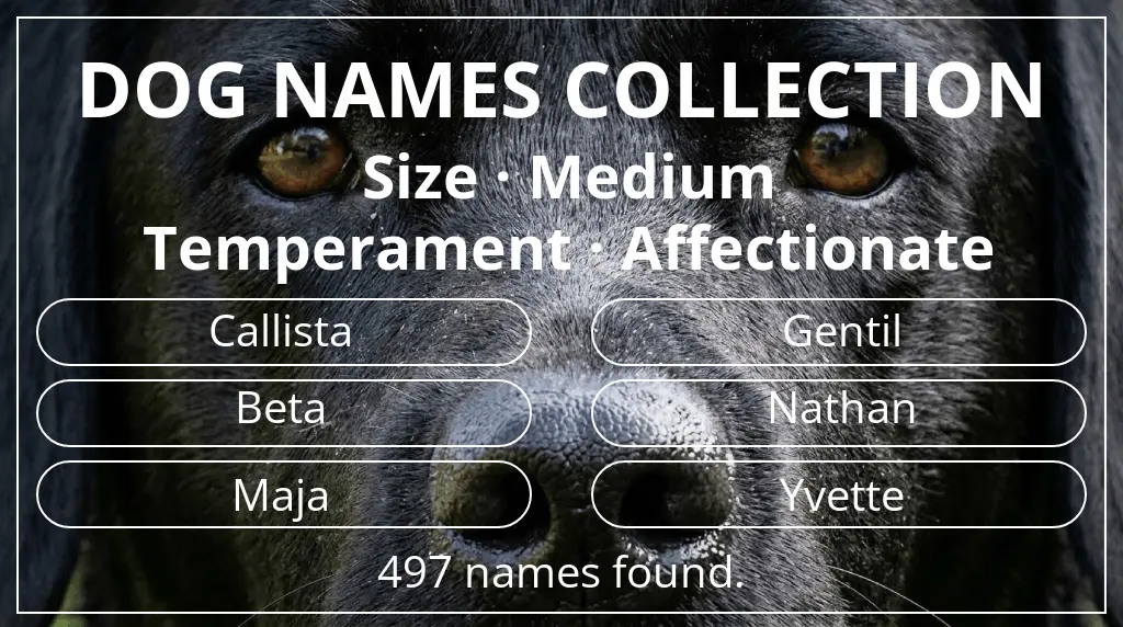Names for dogs inspired by medium size and affectionate temperament