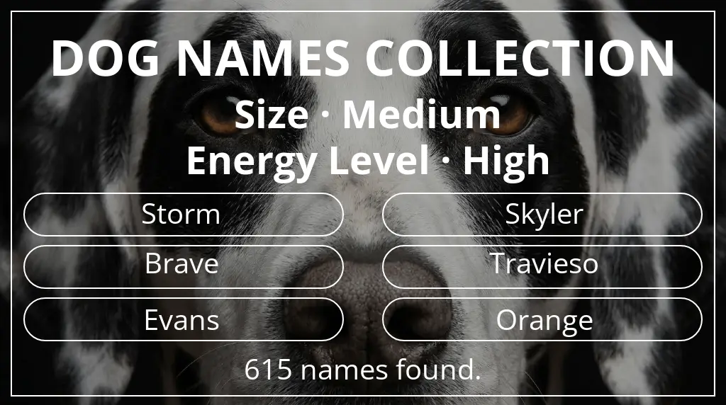 Names for dogs inspired by medium size and high energy level