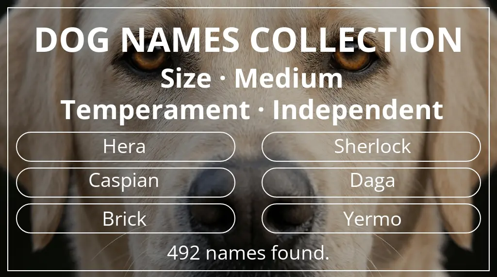 Dog names inspired by medium size and independent temperament