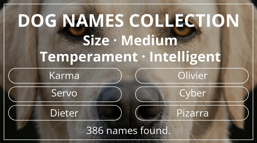 Dog names inspired by medium size and intelligent temperament