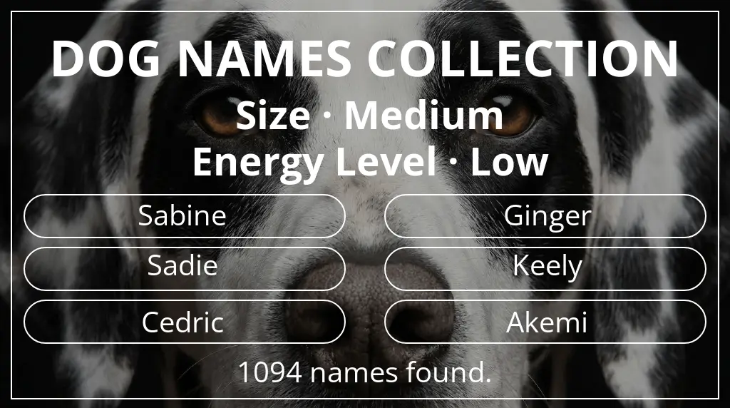 Dog names inspired by medium size and low energy level