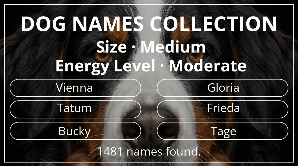 Names for dogs based on medium size and moderate energy level