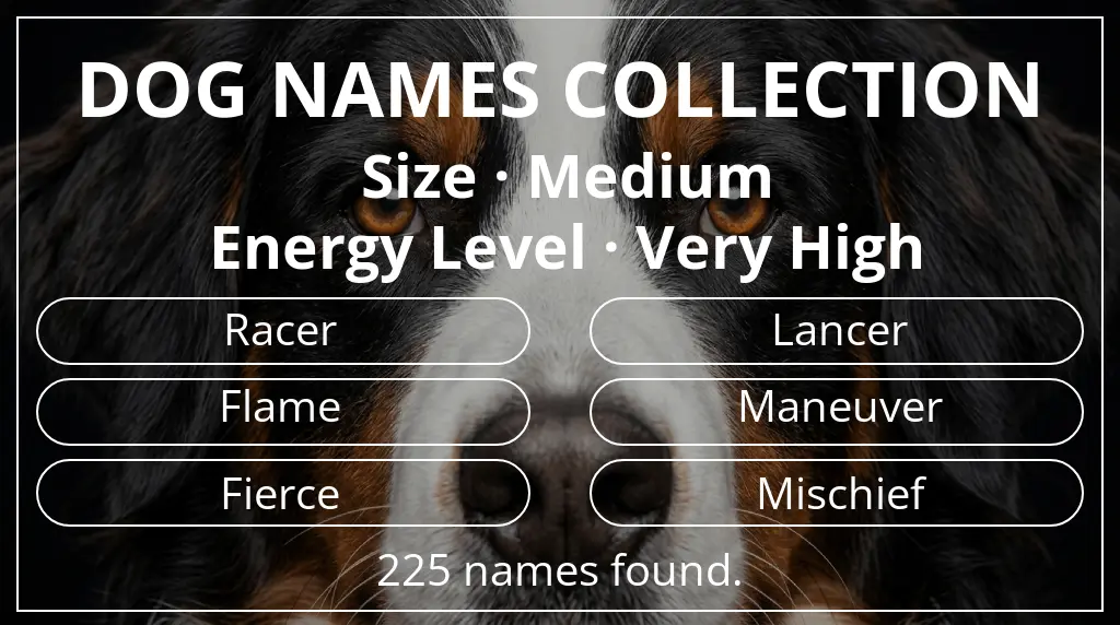 Names for dogs based on medium size and very high energy level