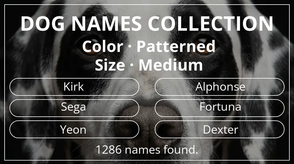 Dog names inspired by patterned color and medium size