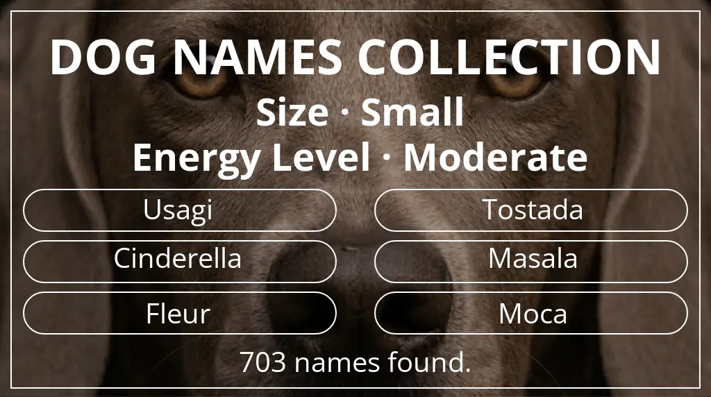 Names for dogs inspired by small size and moderate energy level