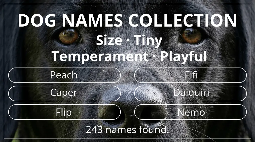 Dog names inspired by tiny size and playful temperament