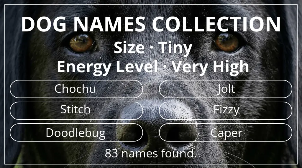 Dog names inspired by tiny size and very high energy level