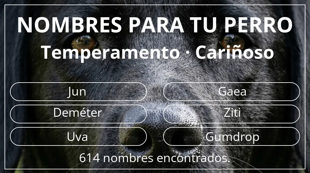 Nombres de perro inspirados en temperamento cariñoso
