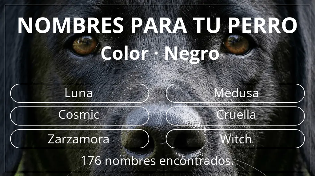 Nombres para perro basados en color negro