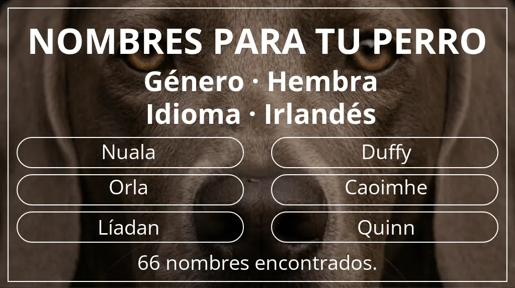 Nombres de perro inspirados en género hembra y idioma irlandés