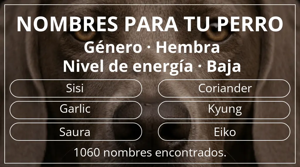 Nombres para perro basados en género hembra y nivel de energía baja
