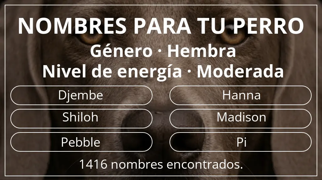 Nombres para perro inspirados en género hembra y nivel de energía moderada