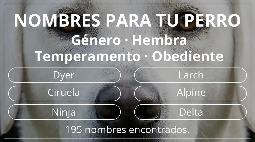 Nombres de perro inspirados en género hembra y temperamento obediente