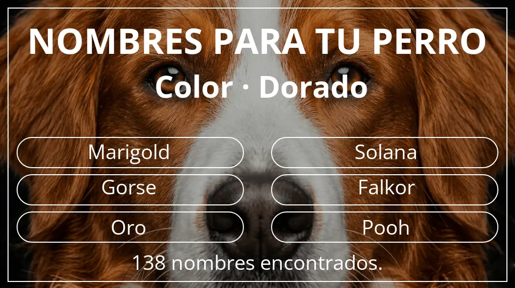 Nombres para perro inspirados en color dorado
