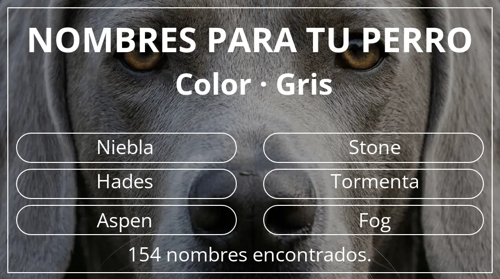 Nombres de perro inspirados en color gris
