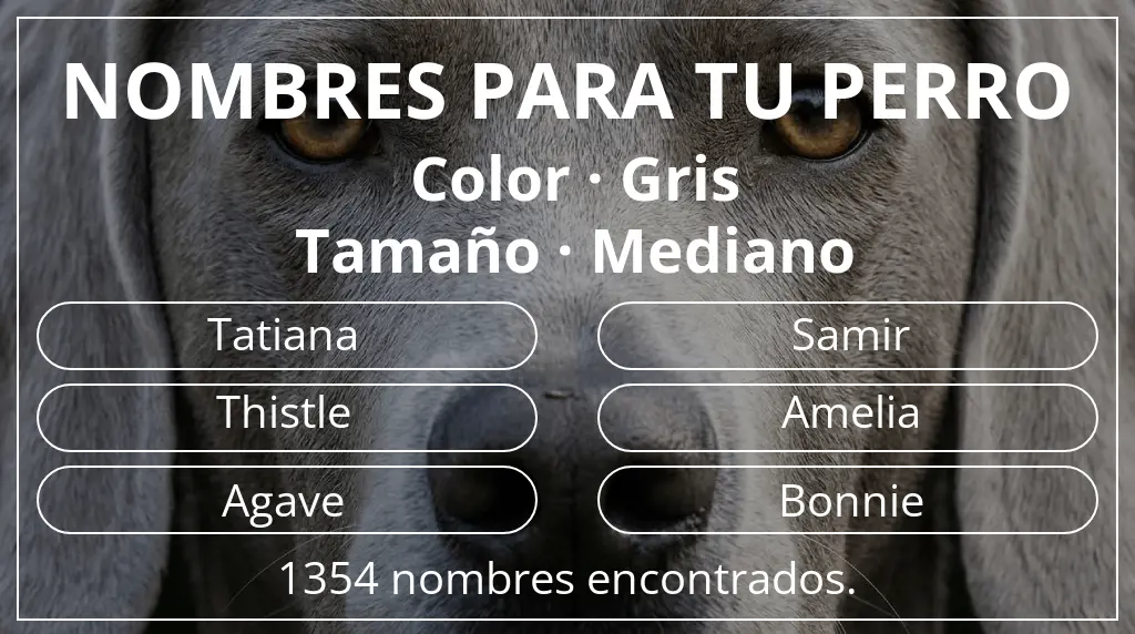 Nombres de perro inspirados en color gris y tamaño mediano