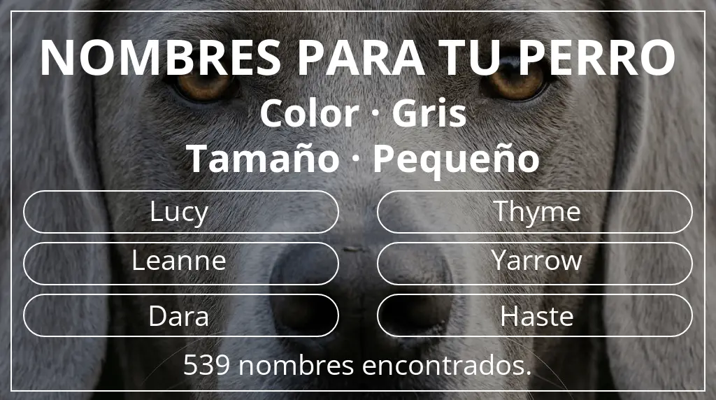 Nombres para perro inspirados en color gris y tamaño pequeño