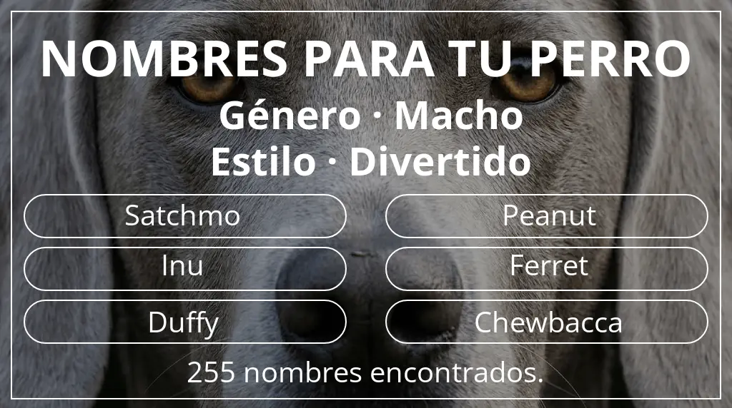 Nombres para perro inspirados en género macho y estilo divertido