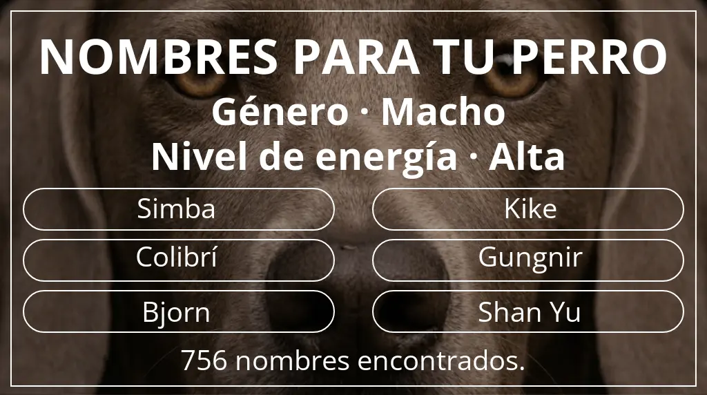 Nombres para perro basados en género macho y nivel de energía alta
