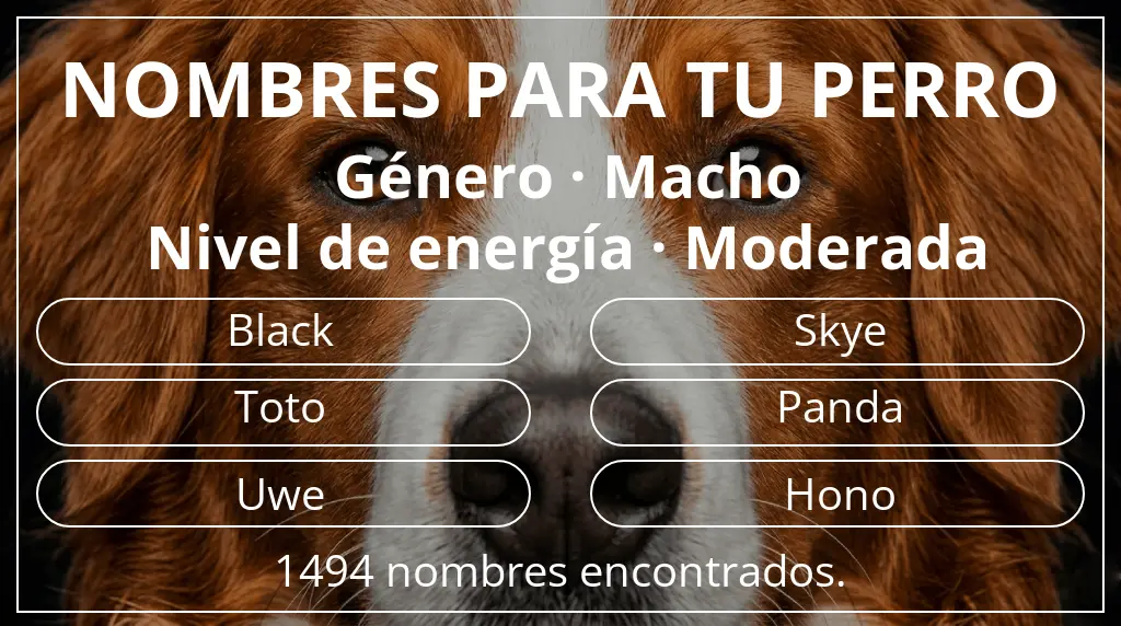 Nombres para perro basados en género macho y nivel de energía moderada